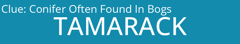 Conifer Often Found In Bogs