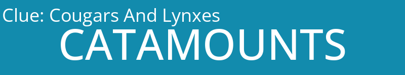 Cougars And Lynxes