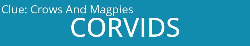 Crows And Magpies