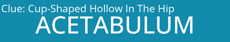 Cup-Shaped Hollow In The Hip