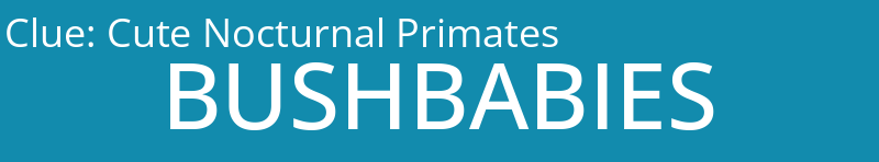 Cute Nocturnal Primates