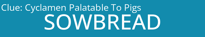 Cyclamen Palatable To Pigs