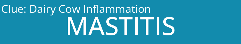 Dairy Cow Inflammation