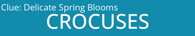 Delicate Spring Blooms
