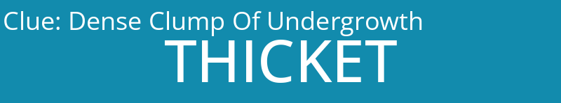 Dense Clump Of Undergrowth