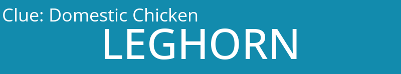 Domestic Chicken