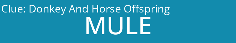 Donkey And Horse Offspring
