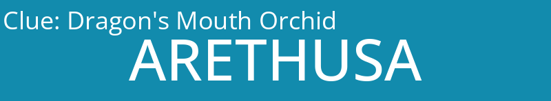 Dragon's Mouth Orchid