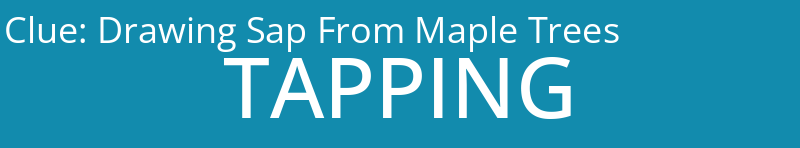 Drawing Sap From Maple Trees