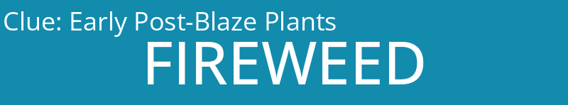 Early Post-Blaze Plants