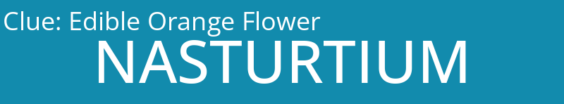 Edible Orange Flower