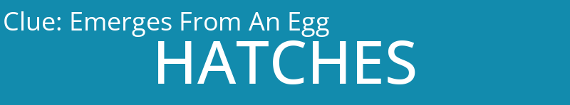 Emerges From An Egg