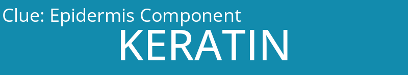 Epidermis Component