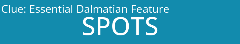 Essential Dalmatian Feature