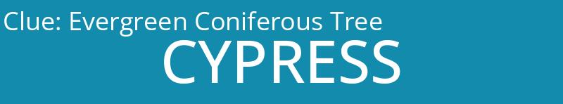 Evergreen Coniferous Tree