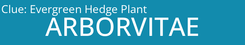 Evergreen Hedge Plant