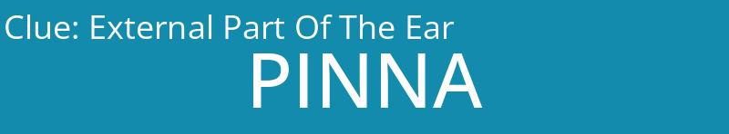 External Part Of The Ear