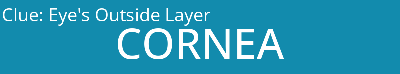 Eye's Outside Layer