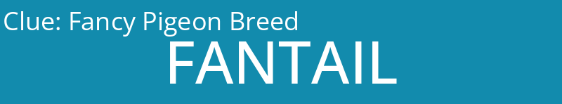 Fancy Pigeon Breed