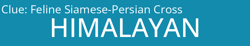 Feline Siamese-Persian Cross