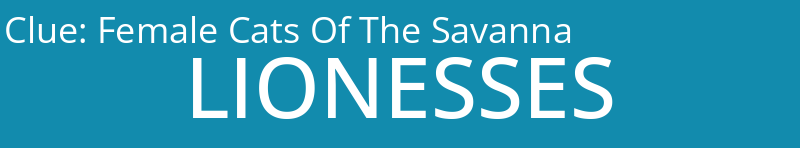 Female Cats Of The Savanna