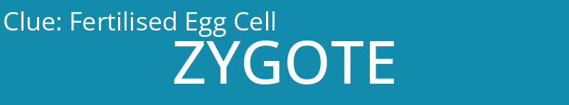 Fertilised Egg Cell