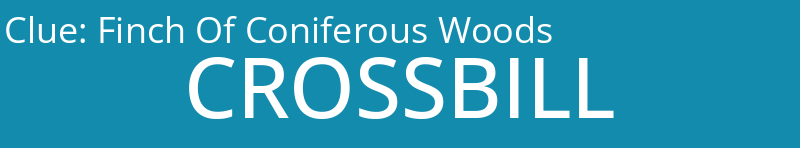 Finch Of Coniferous Woods