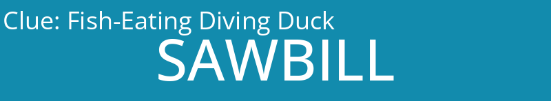 Fish-Eating Diving Duck