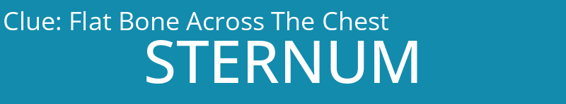 Flat Bone Across The Chest