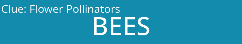 Flower Pollinators