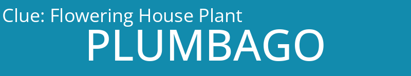 Flowering House Plant