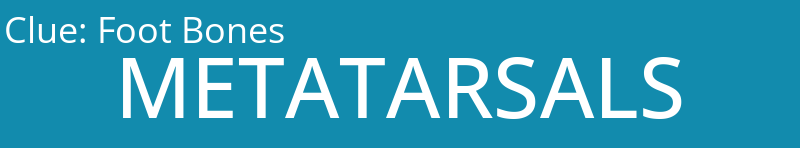 Foot Bones