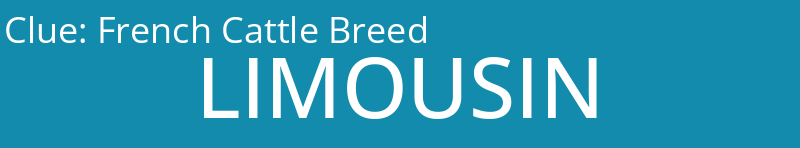 French Cattle Breed