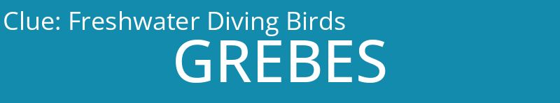 Freshwater Diving Birds