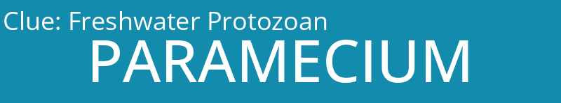 Freshwater Protozoan
