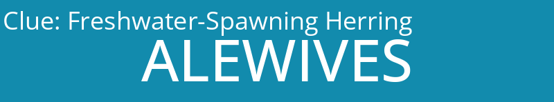 Freshwater-Spawning Herring