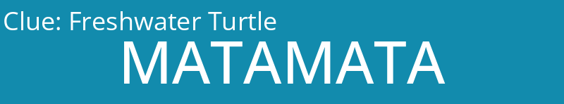 Freshwater Turtle