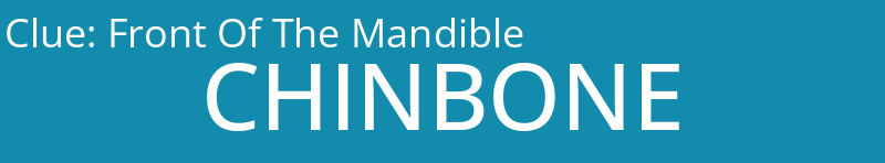 Front Of The Mandible