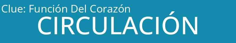 Función Del Corazón