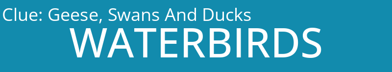 Geese, Swans And Ducks