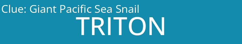 Giant Pacific Sea Snail