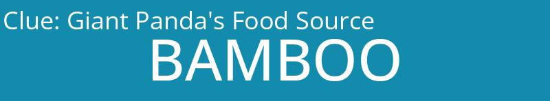 Giant Panda's Food Source