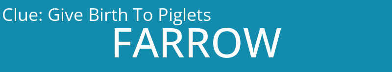 Give Birth To Piglets