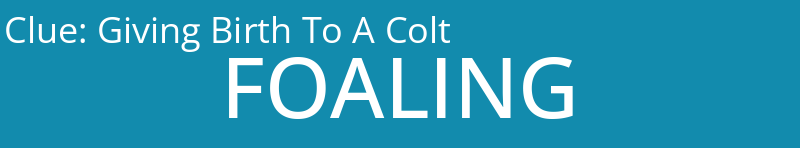 Giving Birth To A Colt