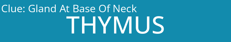 Gland At Base Of Neck