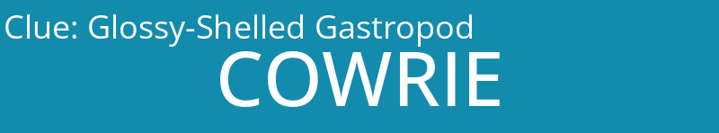 Glossy-Shelled Gastropod