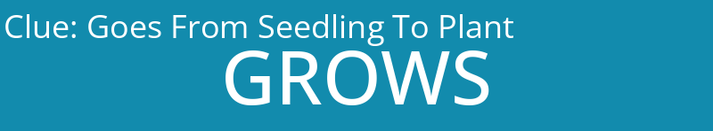 Goes From Seedling To Plant
