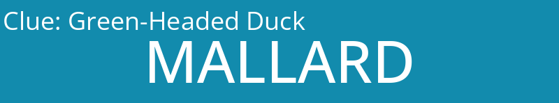 Green-Headed Duck