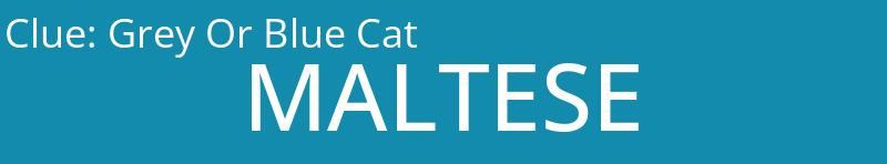 Grey Or Blue Cat