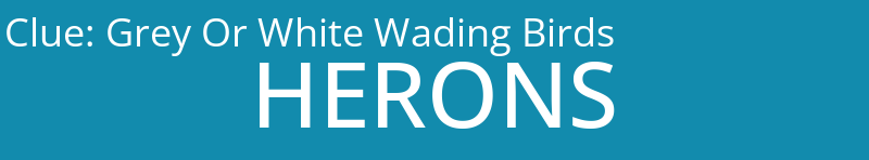 Grey Or White Wading Birds